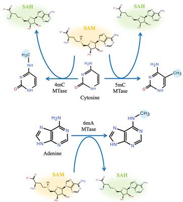 Bacterial DNA methyltransferase: A key to the epigenetic world with lessons learned from proteobacteria